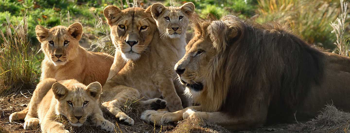 Le congélateur, un élément essentiel pour la nourriture dans un zoo