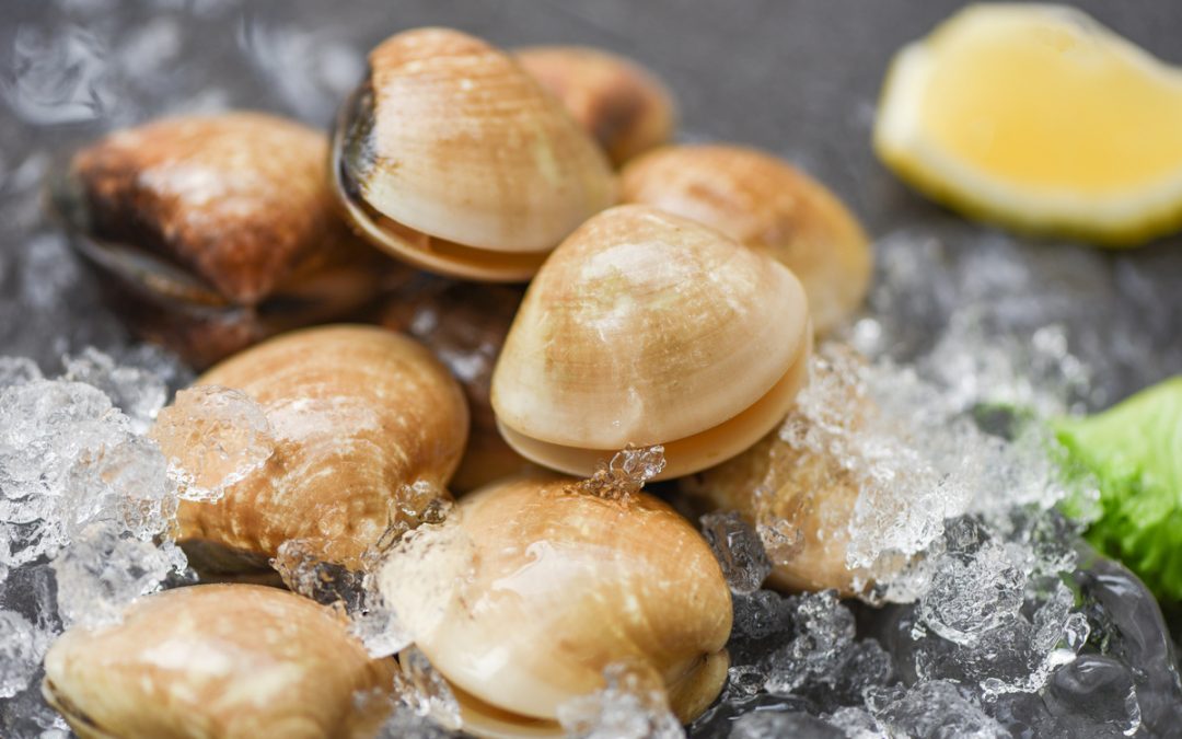 Comment conserver des coquillages vivants ?
