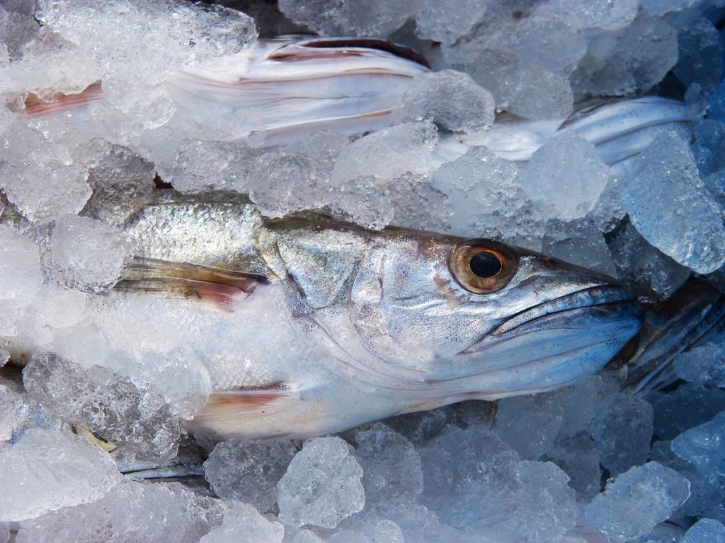 présentoir à poissons